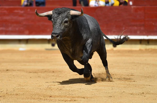 Bull Španělské Býčí Zápasy — Stock fotografie