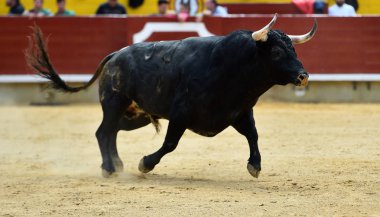 Arena içinde çalışan İspanya boğa
