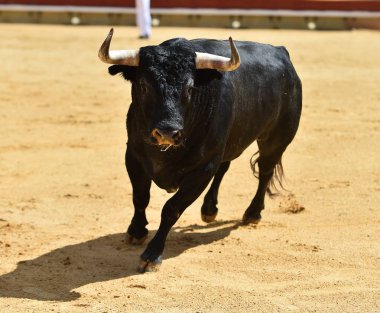 Arena içinde çalışan İspanya boğa