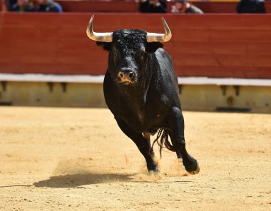 Arena içinde çalışan İspanya boğa