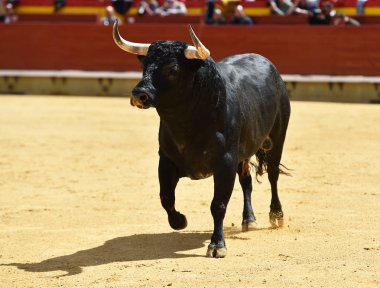 Arena içinde çalışan İspanya boğa