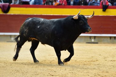 Arena içinde çalışan İspanya boğa