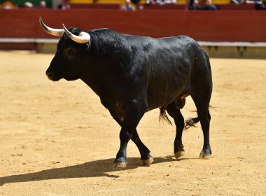 Arena içinde çalışan İspanya boğa