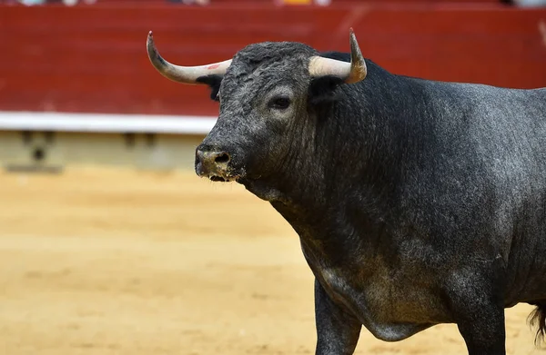 Touro Espanha Correndo Touros — Fotografia de Stock