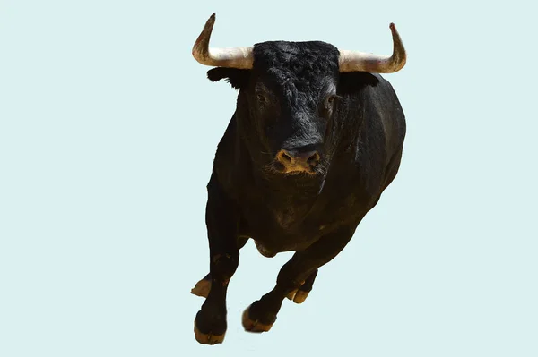 在西班牙的公牛跑在斗牛 — 图库照片