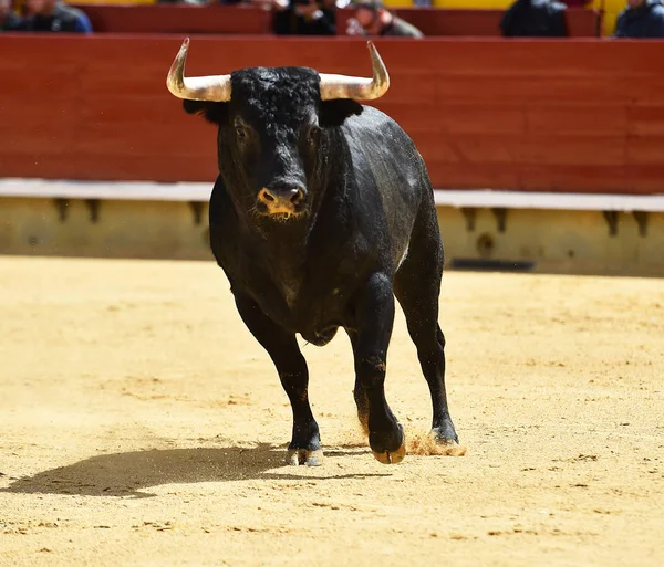 Touro Espanha Correndo Touros — Fotografia de Stock