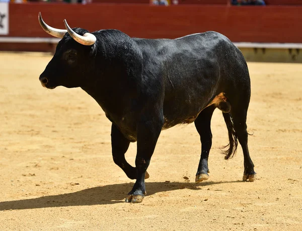 Stier Spanien Läuft Stierkampfarena — Stockfoto