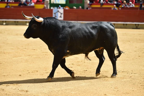 Arena Içinde Çalışan Spanya Boğa — Stok fotoğraf