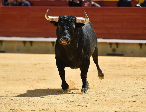 бык в Испании бежит в бычьем ринге
