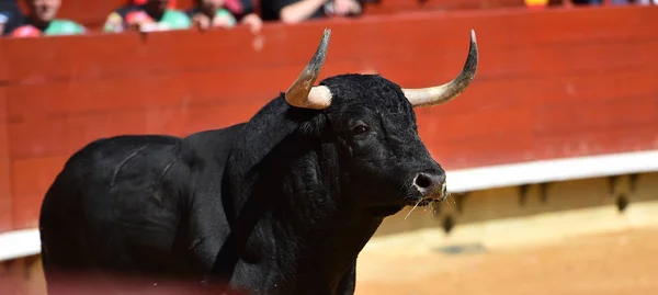 Touro Espanha Correndo Touros — Fotografia de Stock