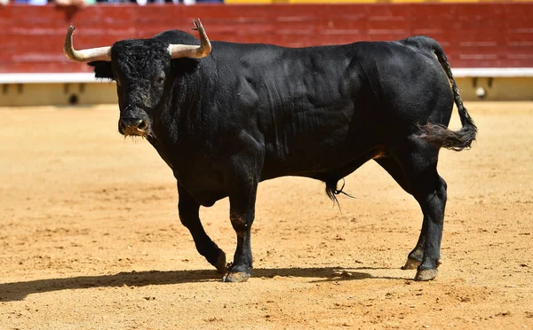 Arena Içinde Çalışan Spanya Boğa — Stok fotoğraf