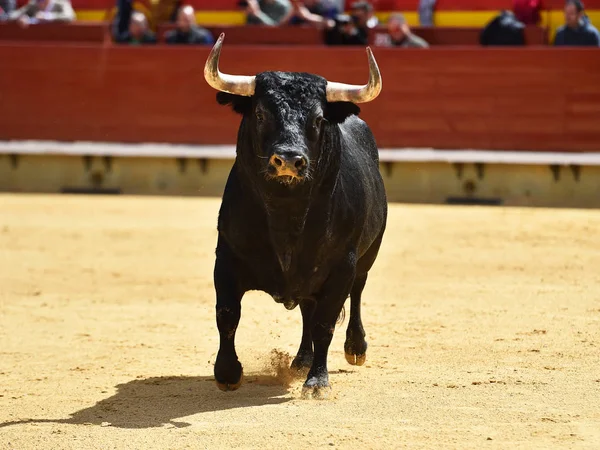 Toro España Corriendo Plaza Toros — Foto de Stock