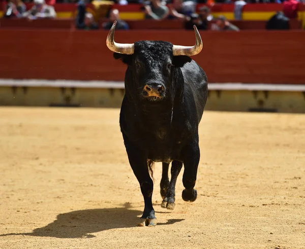 Touro Espanha Correndo Touros — Fotografia de Stock