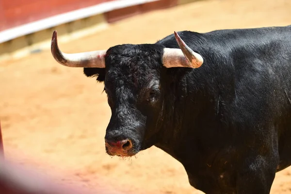 Stier Spanje Die Stierenarena Loopt — Stockfoto