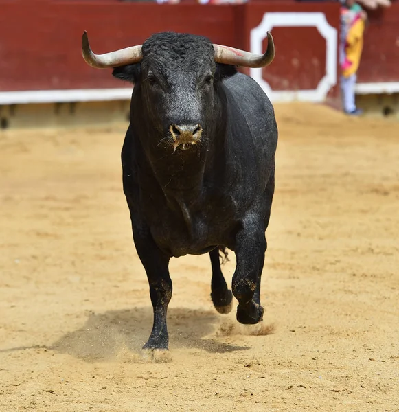 闘牛で走っているスペインの雄牛 — ストック写真