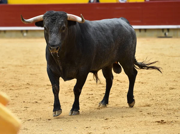 Toro Spagna Che Corre Nell Arena — Foto Stock