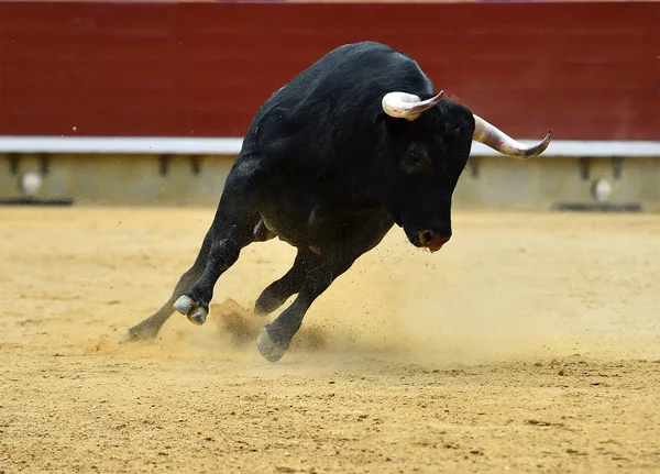 Stier Spanien Läuft Der Stierkampfarena — Stockfoto