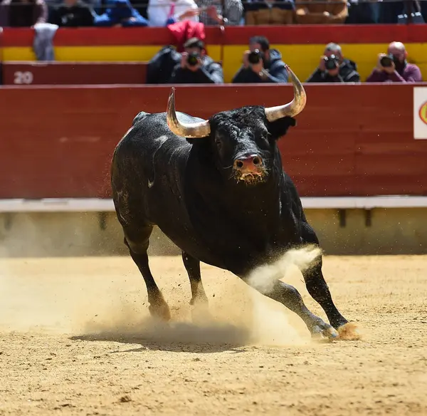 Touro Espanha Correndo Arena — Fotografia de Stock