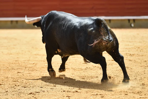 Bull Spain Running Bullring — Stock Photo, Image