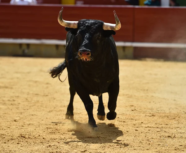 bull in spain running in the bullring