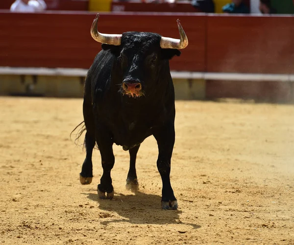 公牛在西班牙运行在斗牛场 — 图库照片