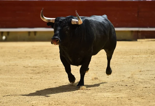 Touro Espanha Correndo Arena — Fotografia de Stock