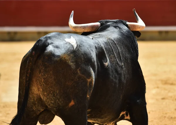 Stier Spanien Läuft Der Stierkampfarena — Stockfoto