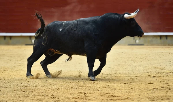 Bull Spanien Kör Tjurfäktningsarenan — Stockfoto