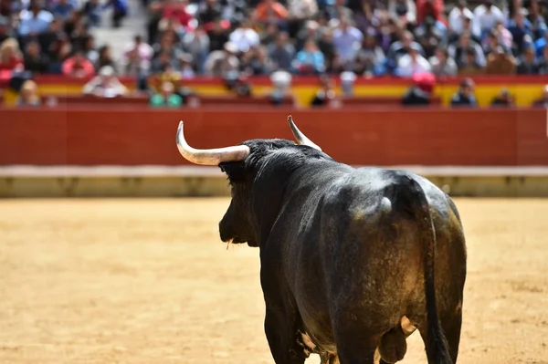 Toro España Corriendo Plaza Toros — Foto de Stock