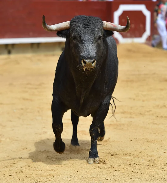 Stier Spanien Läuft Der Stierkampfarena — Stockfoto