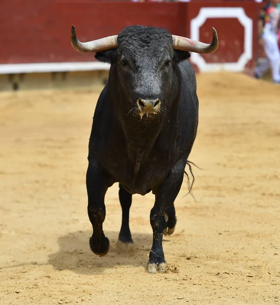 Touro Espanha Correndo Arena — Fotografia de Stock