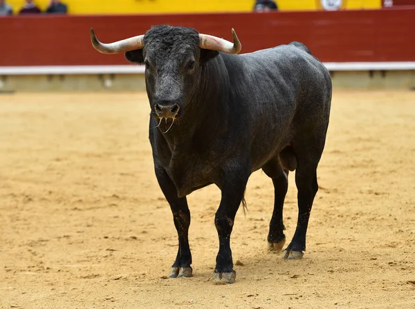 Býk Španělsku Býčím Kruhu — Stock fotografie