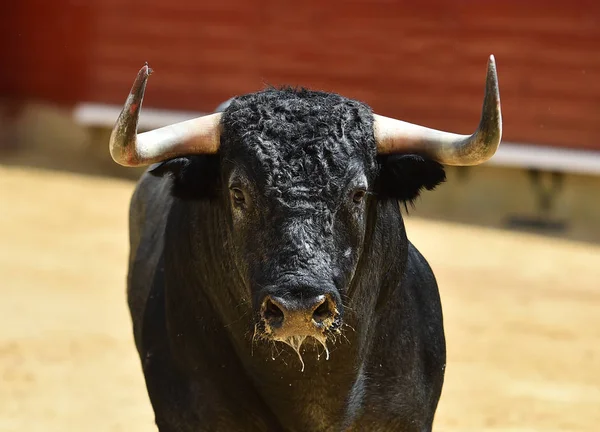 Bull Spain Running Bullring — Stock Photo, Image