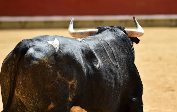 bull in spain running in the bullring