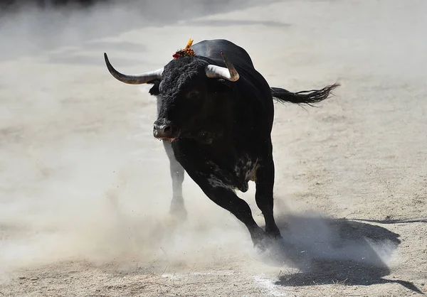 Бик Іспанії Біжить Бику — стокове фото