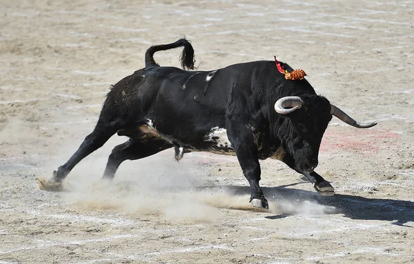 Touro Espanha Correndo Arena — Fotografia de Stock