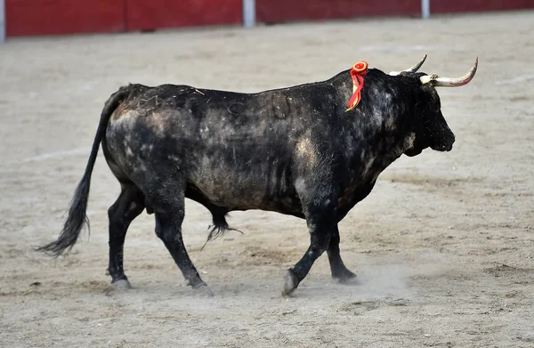 Ταύρος Στην Ισπανία Που Τρέχει Στην Αρένα Ταυρομαχιών — Φωτογραφία Αρχείου
