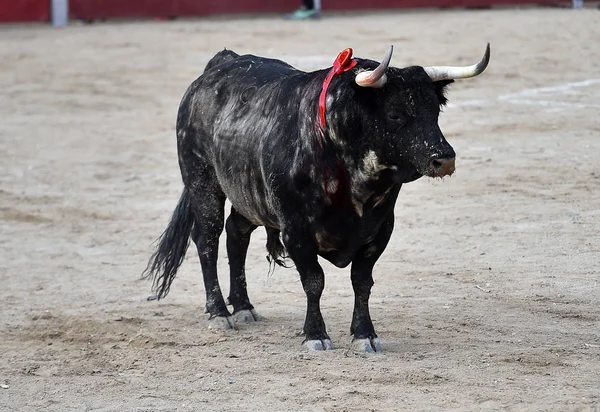 Toro España Corriendo Plaza Toros — Foto de Stock