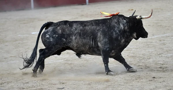 闘牛で走っているスペインの雄牛 — ストック写真