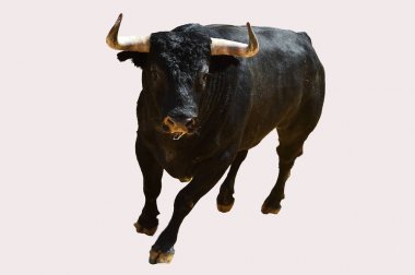 ile büyük boynuzları boğa