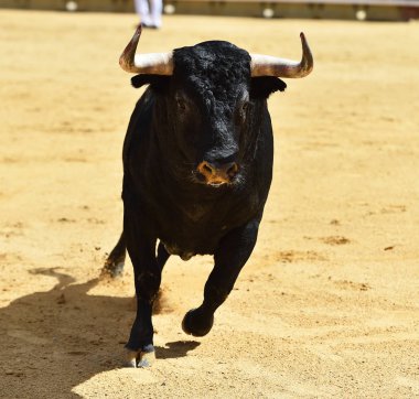 ile büyük boynuzları boğa