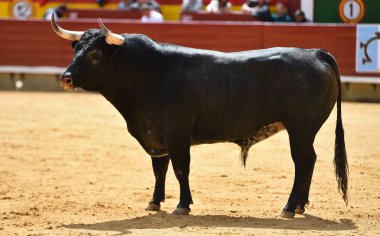 ile büyük boynuzları boğa