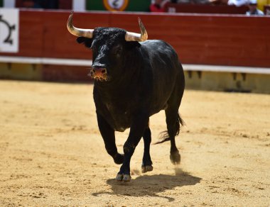 ile büyük boynuzları boğa