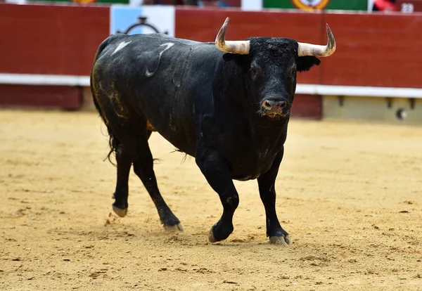 Toro Con Cuernos Grandes — Foto de Stock