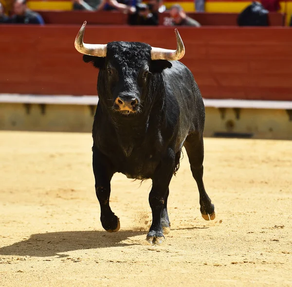 Stier Met Grote Hoorns — Stockfoto