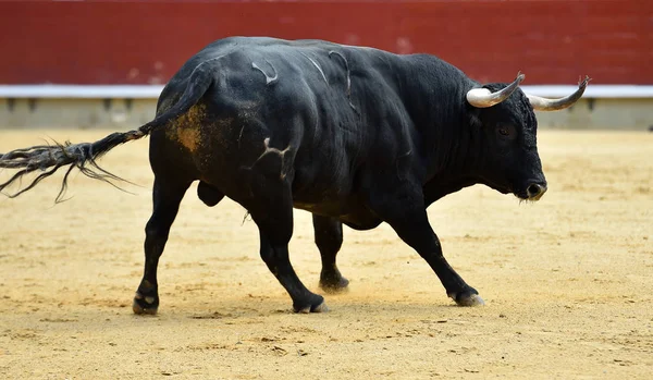 Stier Mit Großen Hörnern — Stockfoto