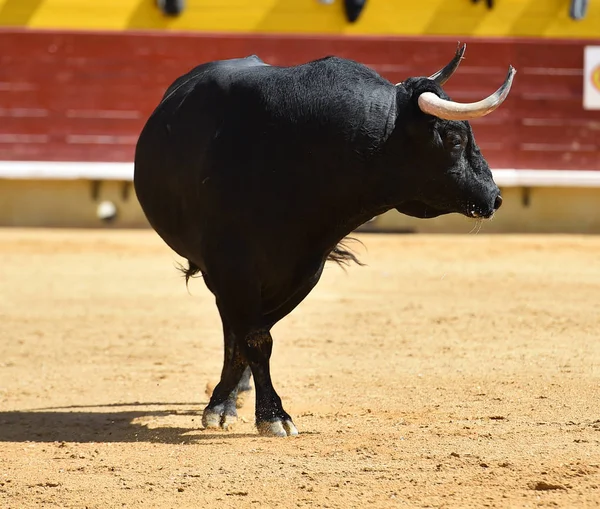 Bull Big Horns — Stock Photo, Image