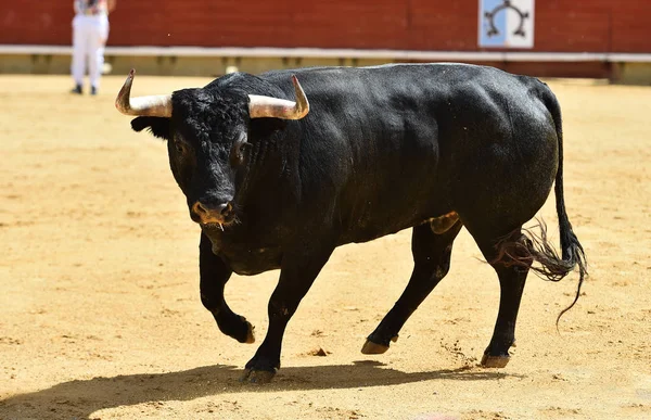 Toro Con Cuernos Grandes — Foto de Stock