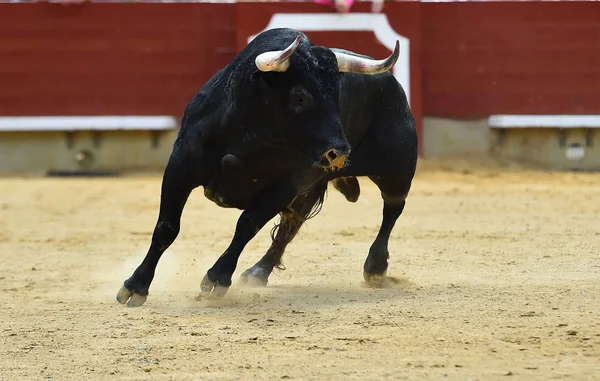 Tjur Med Stora Horn — Stockfoto