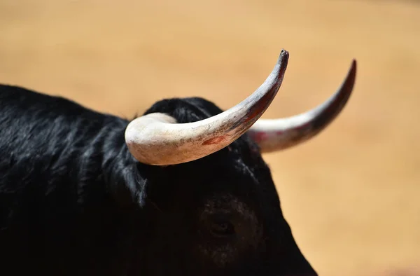 Toro Con Cuernos Grandes — Foto de Stock